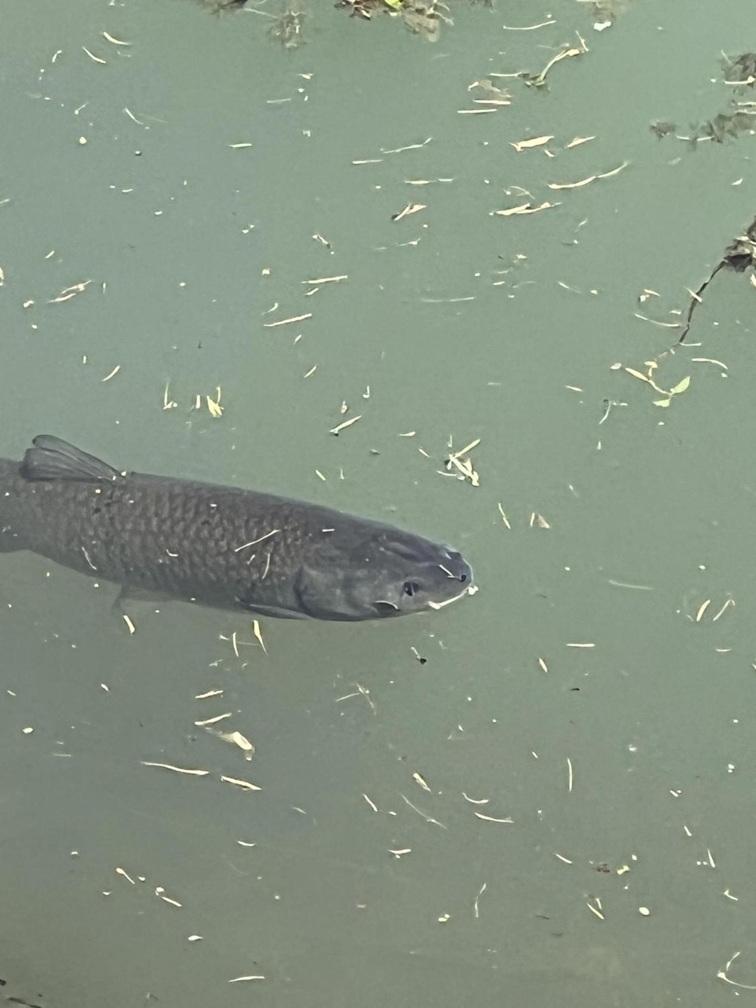 Haus Am Fischteich Apartman Feistritz ob Bleiburg Kültér fotó