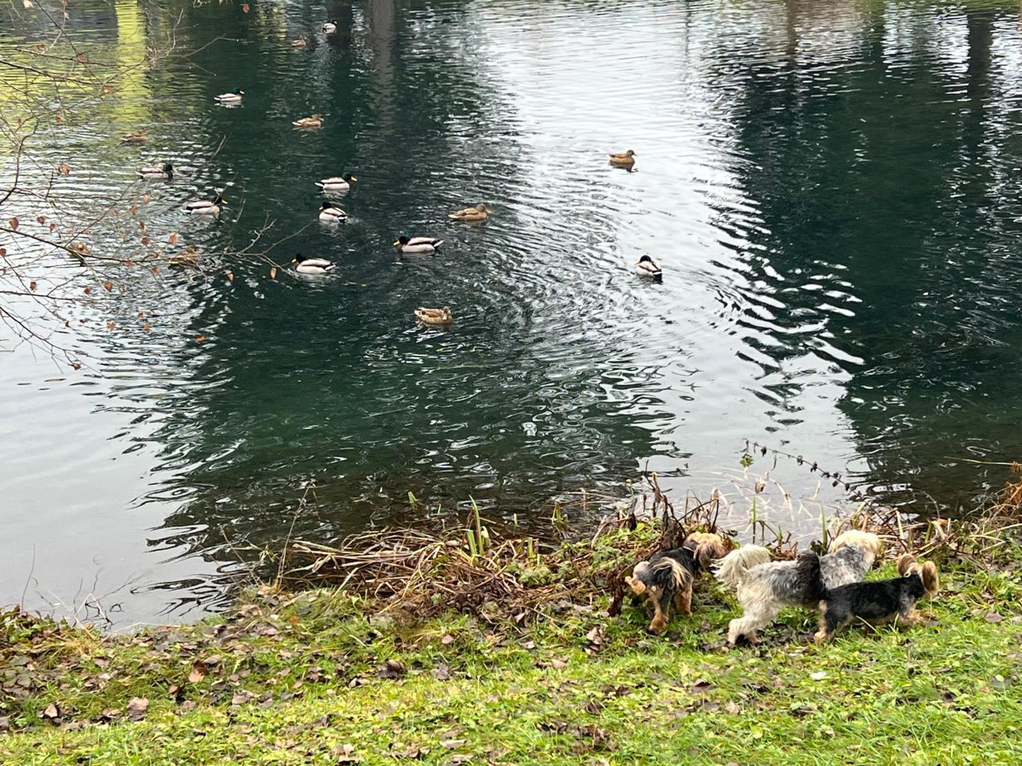 Haus Am Fischteich Apartman Feistritz ob Bleiburg Kültér fotó