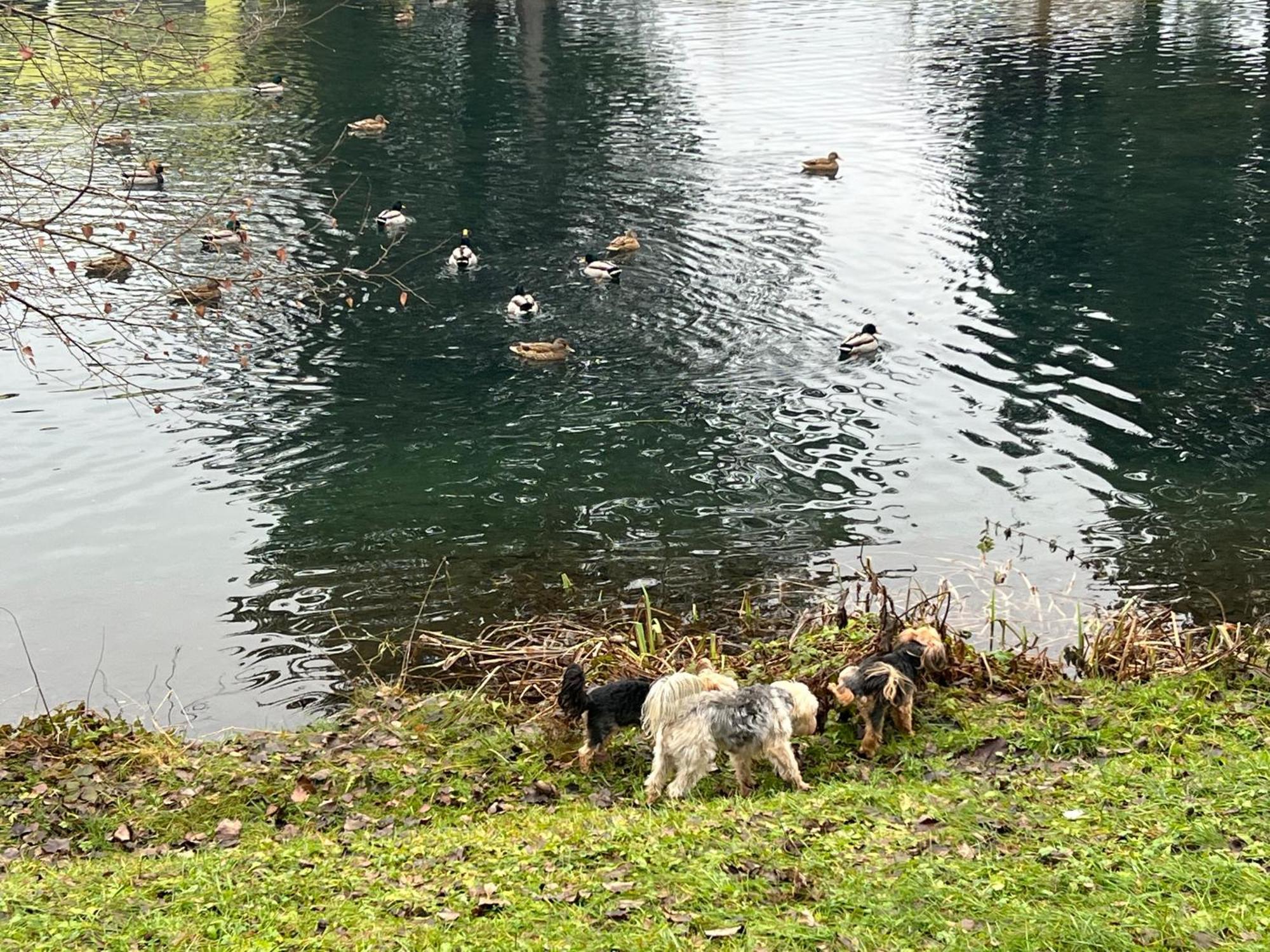 Haus Am Fischteich Apartman Feistritz ob Bleiburg Kültér fotó