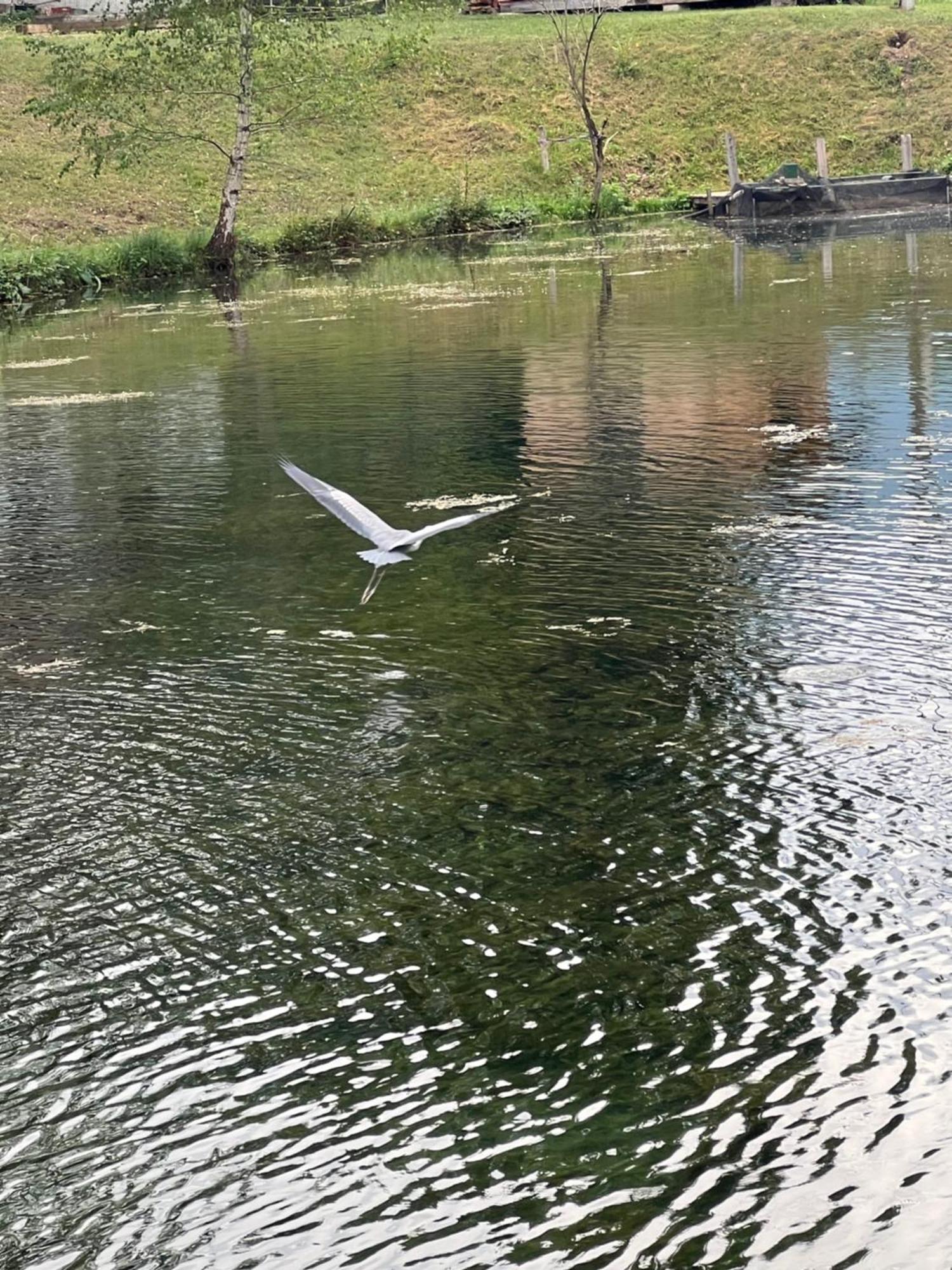 Haus Am Fischteich Apartman Feistritz ob Bleiburg Kültér fotó